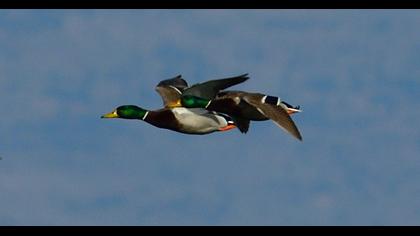 Mallard