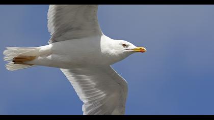 Yellow-legged Gull
