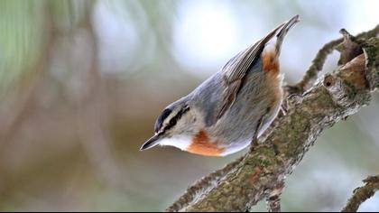 Krüper`s Nuthatch