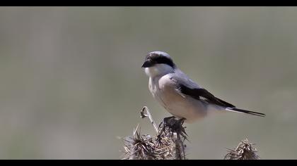 Lesser Grey Shrike