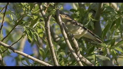 Icterine Warbler
