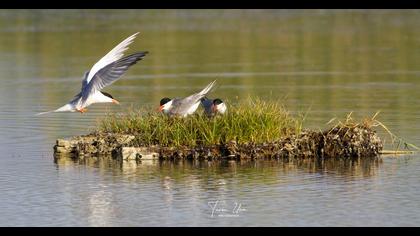 Common Tern