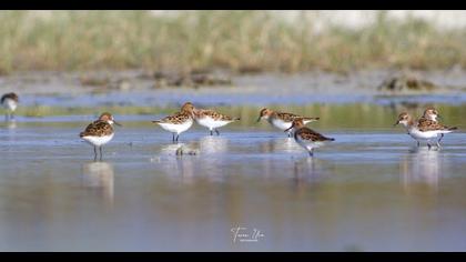 Little Stint