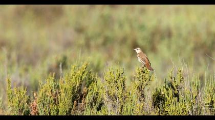 Rufous-tailed Scrub Robin