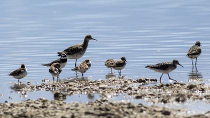Little Stint