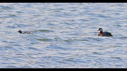 Red-necked Grebe
