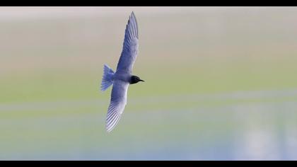 Black Tern