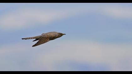 Common Cuckoo