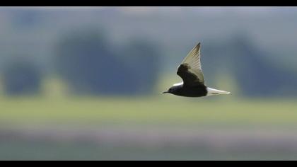 White-winged Tern