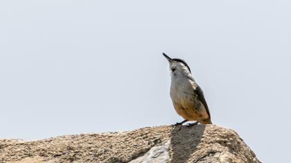 Eurasian Nuthatch