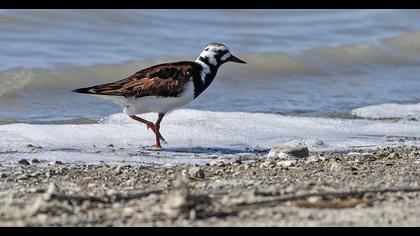 Ruddy Turnstone