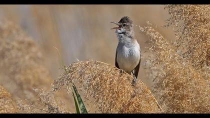 Great Reed Warbler
