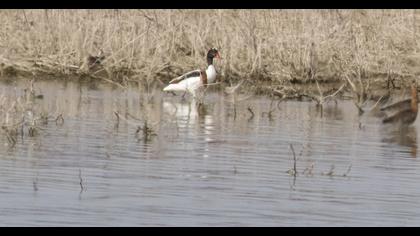Common Shelduck