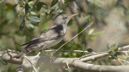 Olive-tree Warbler
