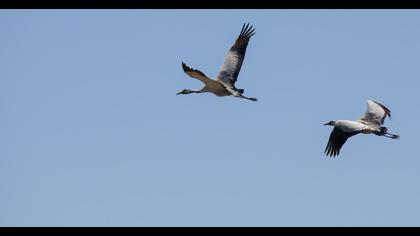 Common Crane