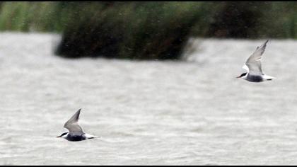 Whiskered Tern