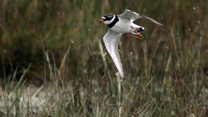 Common Ringed Plover