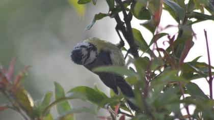 Eurasian Blue Tit