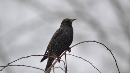 Common Starling