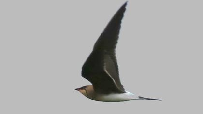 Black-winged Pratincole