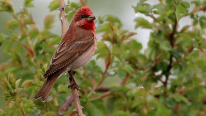 Common Rosefinch