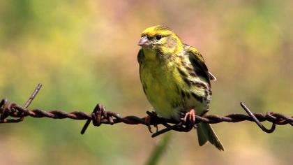 European Serin