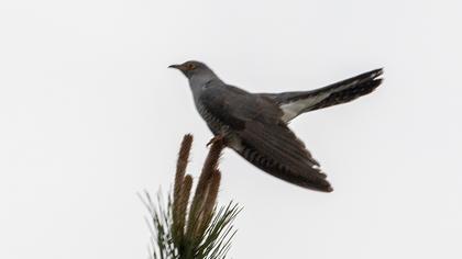Common Cuckoo