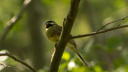 Cirl Bunting