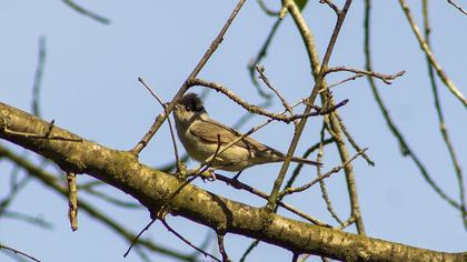 Eurasian Blackcap