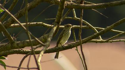 Spotted Flycatcher