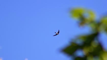 Alpine Swift