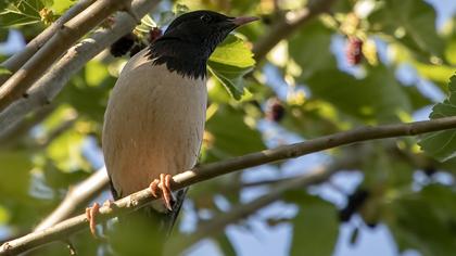 Rosy Starling