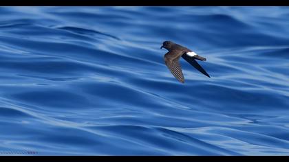 European Storm Petrel