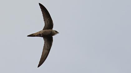 Pallid Swift