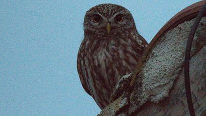 Little Owl