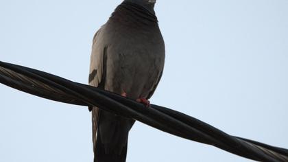 Rock Dove