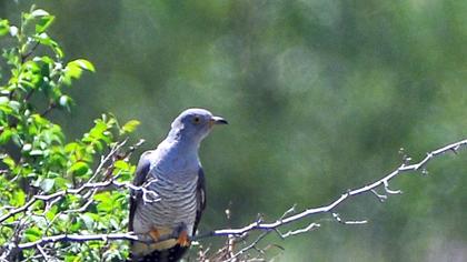 Common Cuckoo