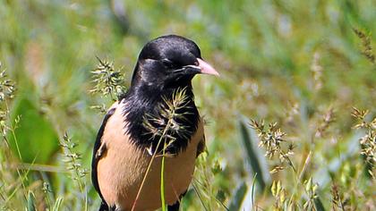 Rosy Starling