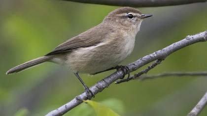 Mountain Chiffchaff