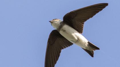 Sand Martin