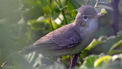 Eastern Olivaceous Warbler