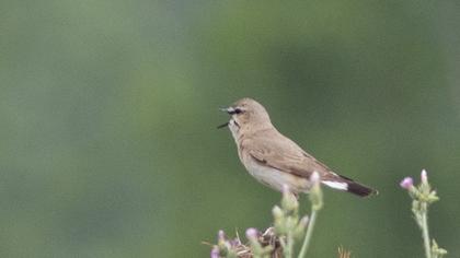 Isabelline Wheatear