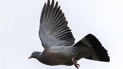 Common Wood Pigeon