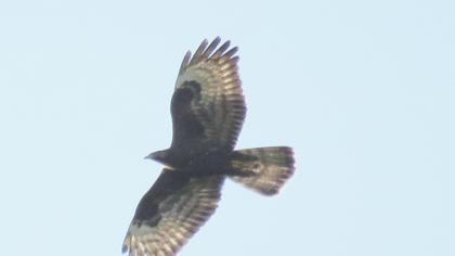 European Honey Buzzard