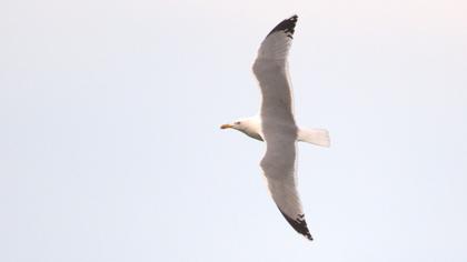 Yellow-legged Gull