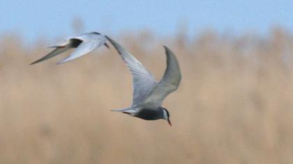 Whiskered Tern
