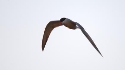 Common Tern