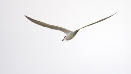 Gull-billed Tern