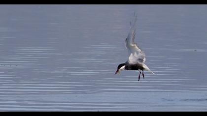 Whiskered Tern