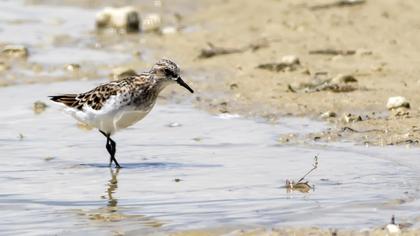 Little Stint